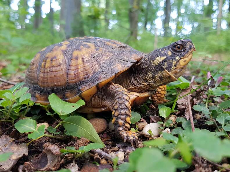 box turtle