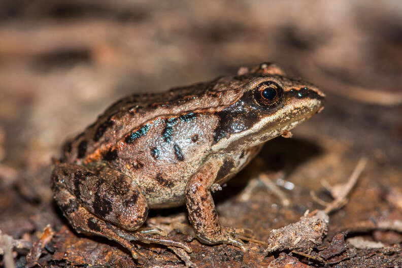 wood frog