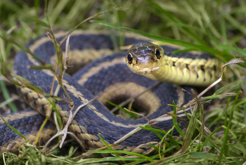 snake coiled up