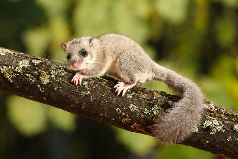 edible dormouse on branch