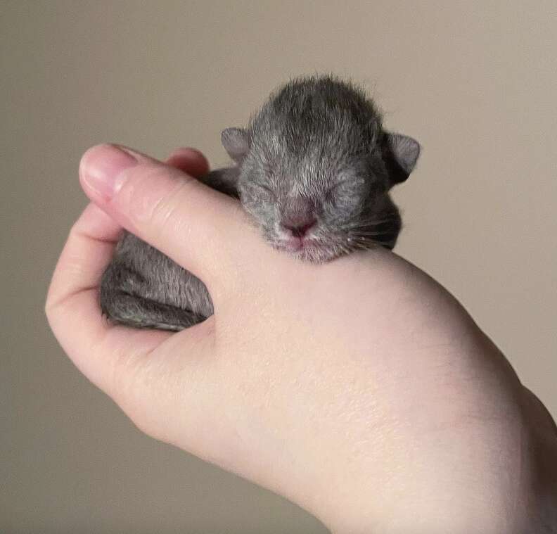 Premature kitten sleeps in woman's hand