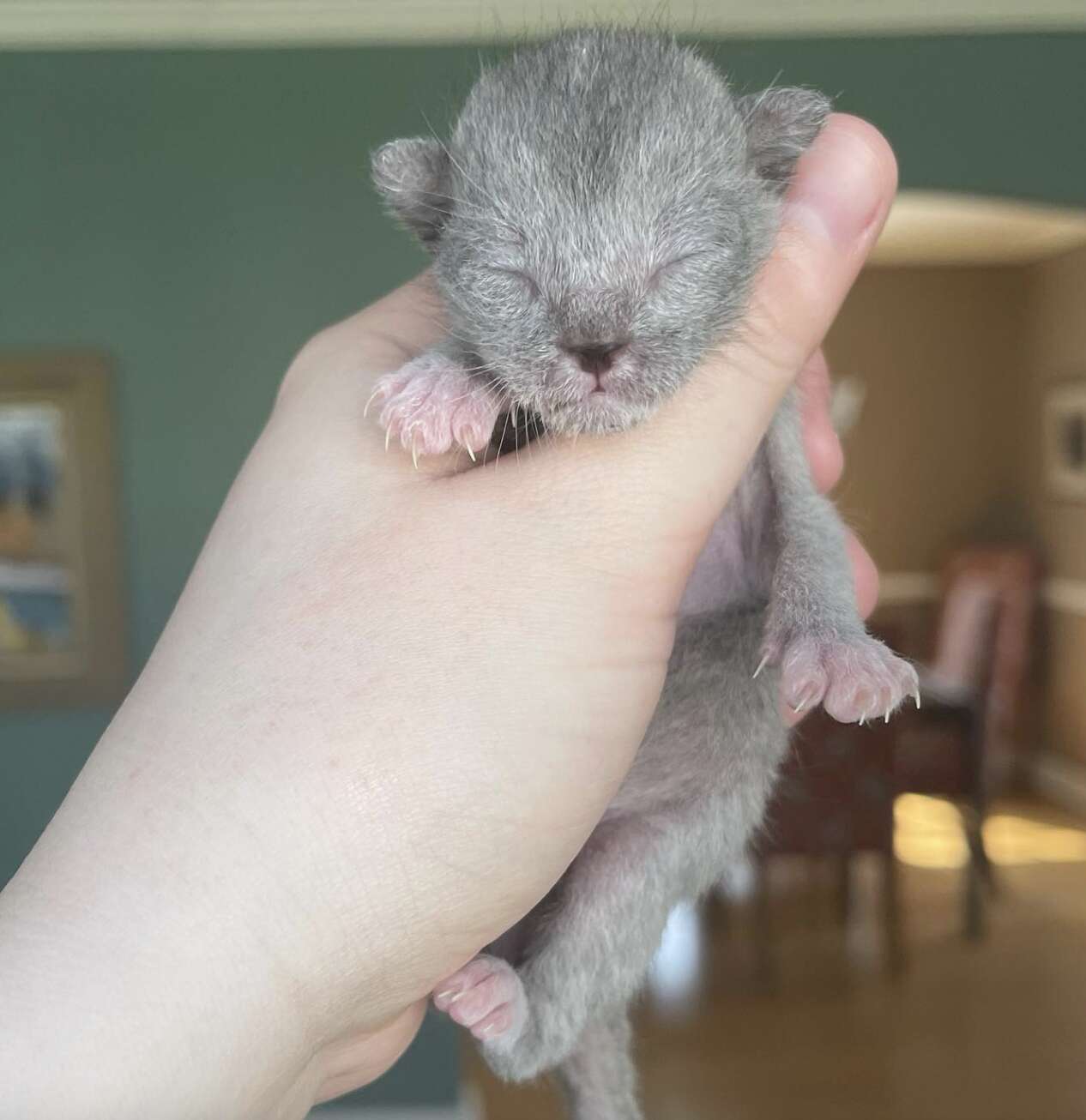 Kitten looks like tiny werewolf