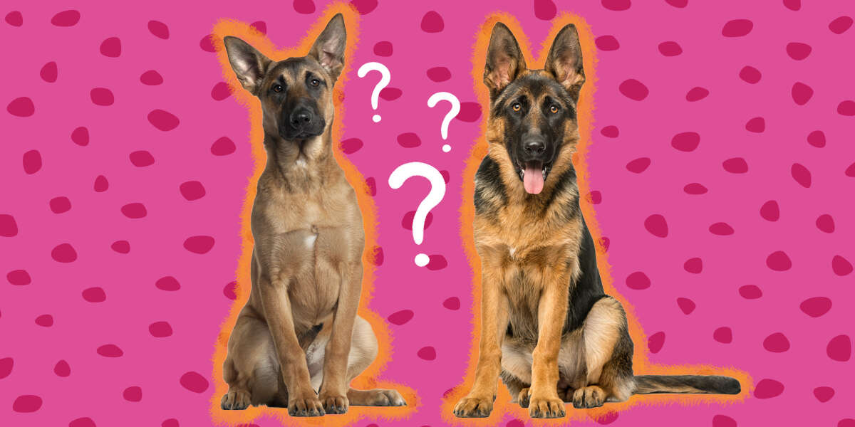 are there different breeds of german shepherds