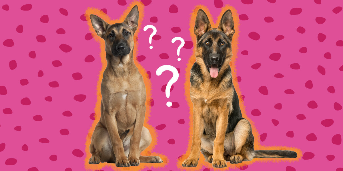 German Shepherd Dog vs. Belgian Malinois: How To Tell The Difference