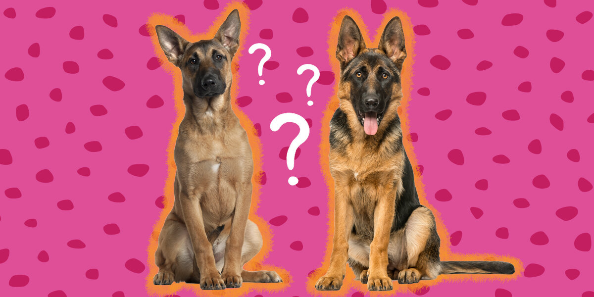 German shepherd best sale x belgian malinois