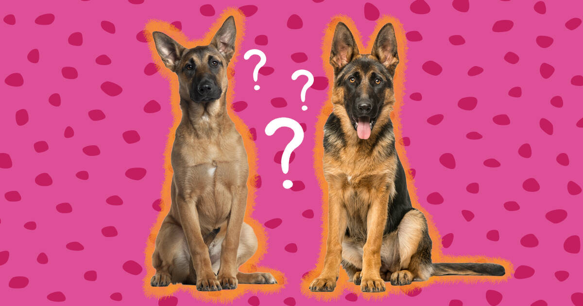 are there different german shepherd breeds