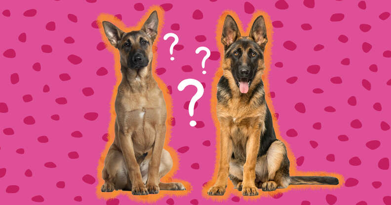 Similar german clearance shepherd breeds