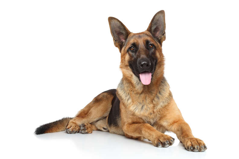 Belgian shepherd best sale german shepherds