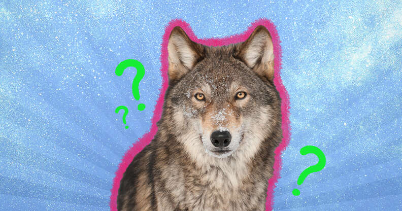 wolf with question marks