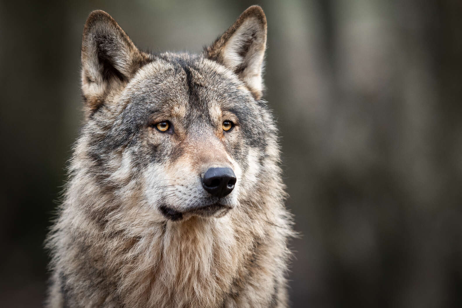 Wolf Facts: 9 Fascinating Things You May Not Know About Wolves - DodoWell - The Dodo