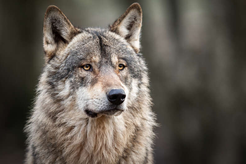 gray wolf