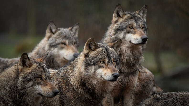 pack of wolves