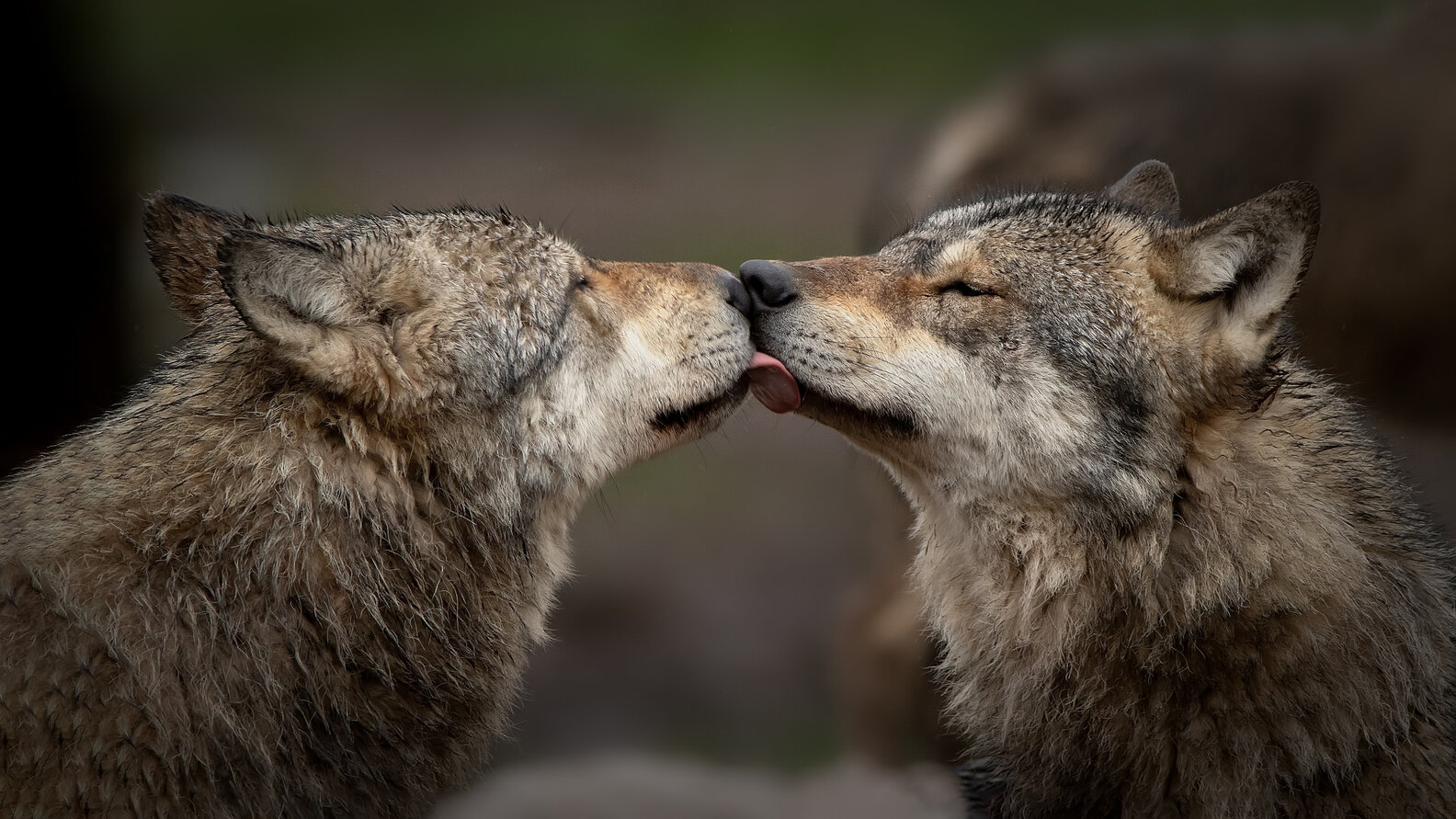 Wolf Facts: 9 Fascinating Things You May Not Know About Wolves ...