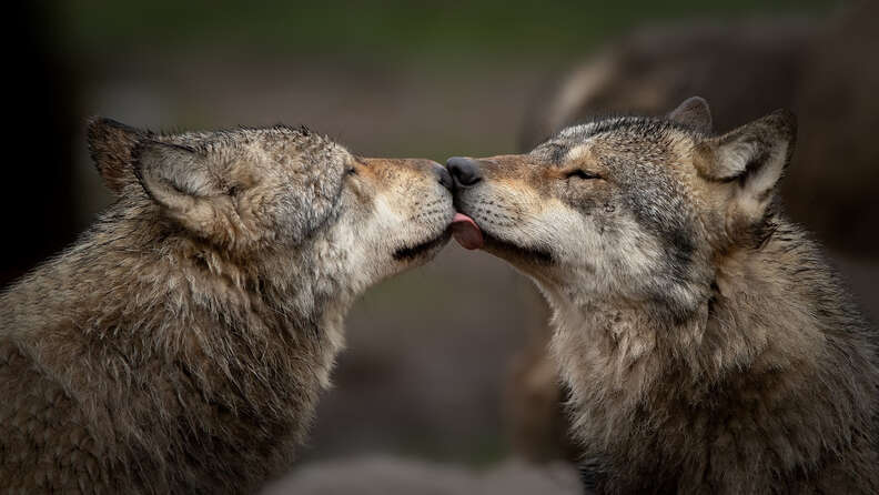 two wolves kissing