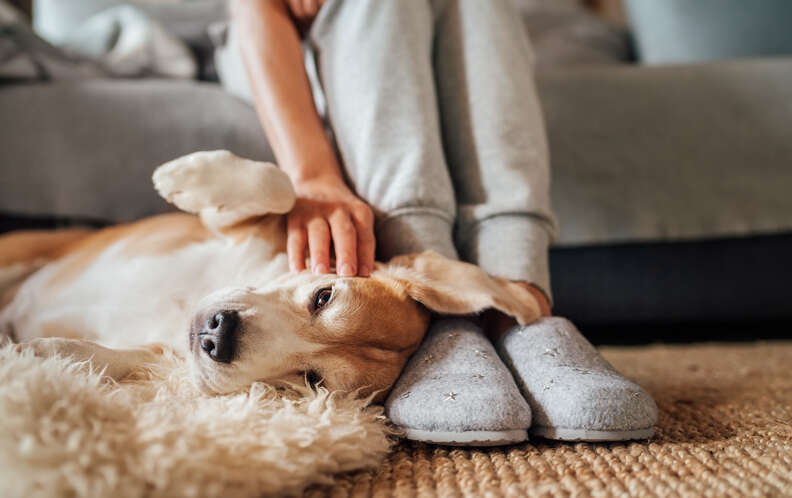 person petting a dog lying down