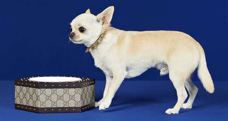 Gucci Unveils New Pet Collection of Collars, Bowls + More, Photos –  Footwear News