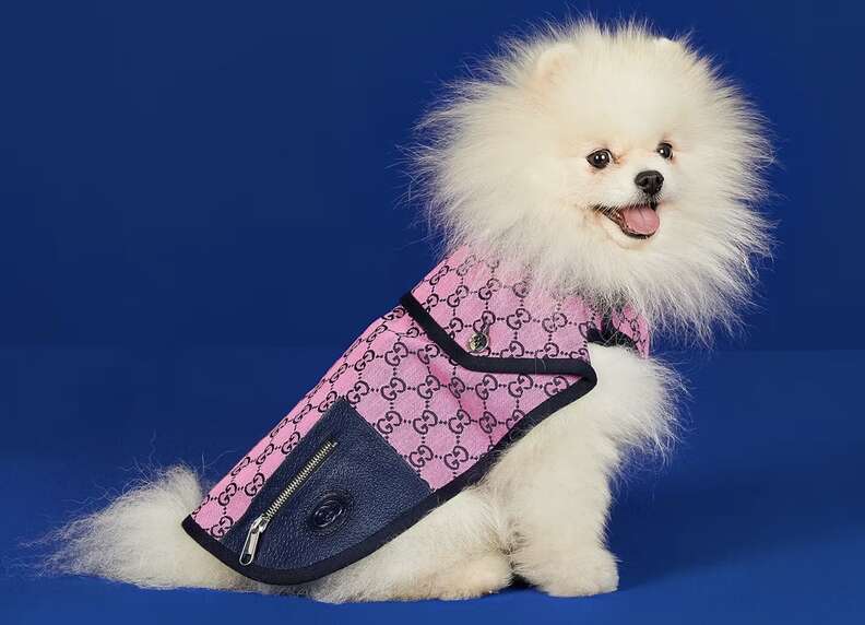 Gucci outfit for dogs discount