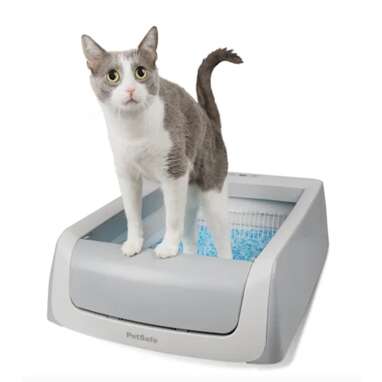Best low-odor self-cleaning litter box: ScoopFree Self-Cleaning Second Generation Litter Box
