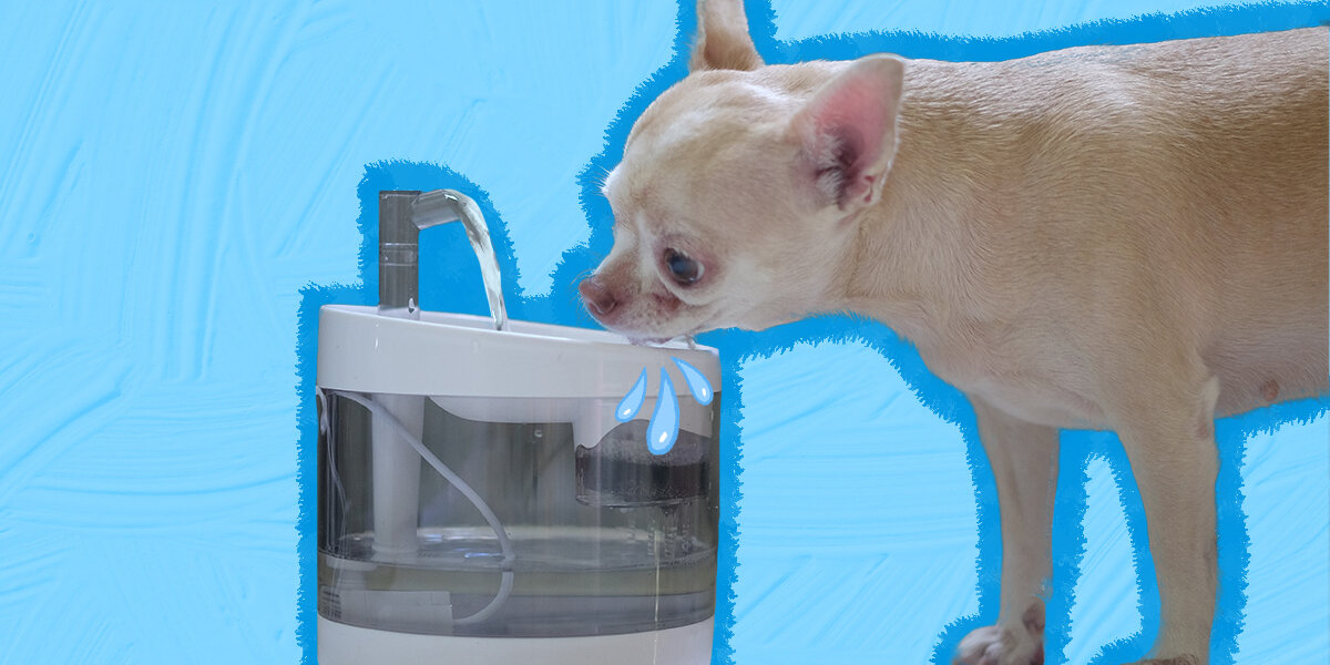 Self filtering outlet dog water bowl