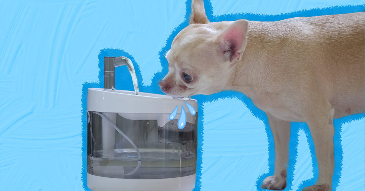 Dog drinking clearance fountain