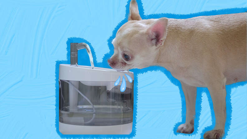 Small dog water store fountain