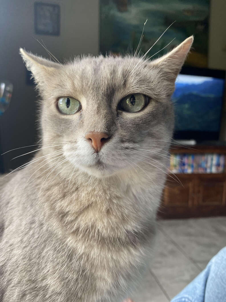 A grey cat poses for the camera.