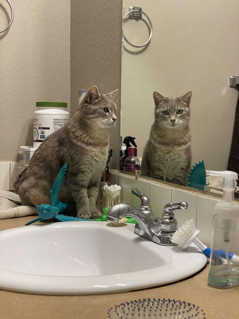A grey cat looks in the mirror.
