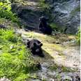 Rescued Bear Cubs Act Like Little Kids When They Discover A Natural Slide