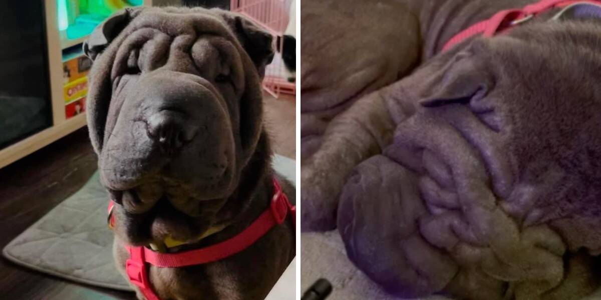 Shar pei best sale eating strawberry