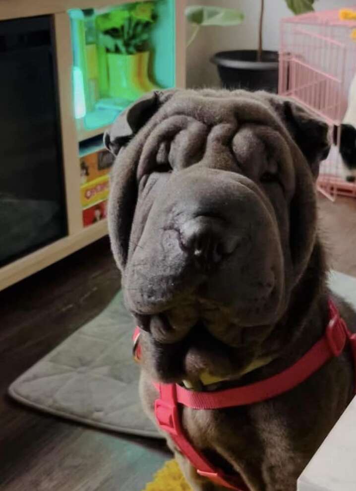 A grey puppy stares into the camera.