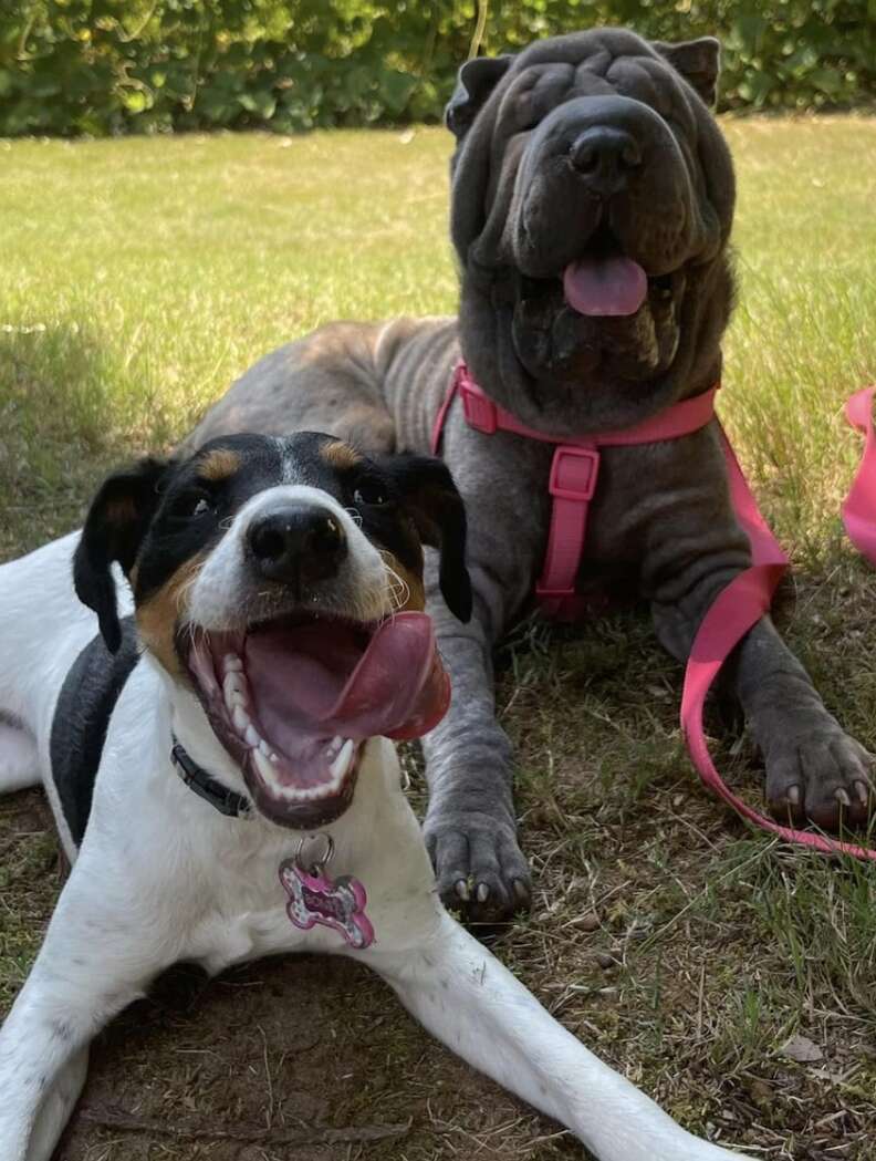 Dois cães sorriem para a câmera.