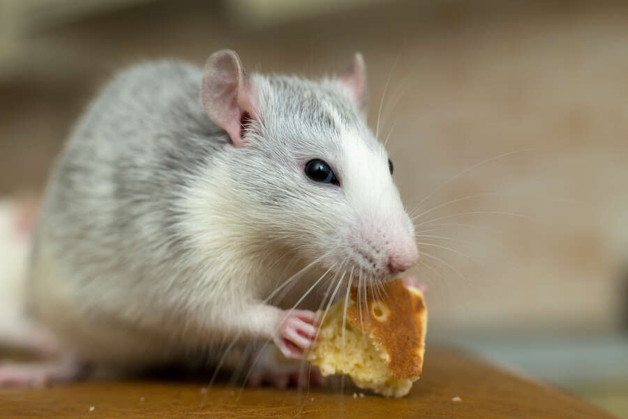 Watch NYC Subway Rat Pizza Party Viral Video - Thrillist