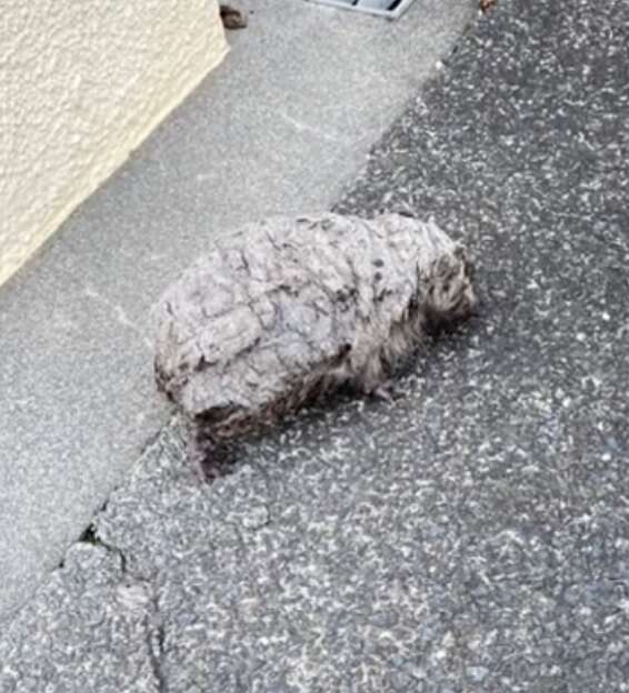 A mystery animals walks on the road.