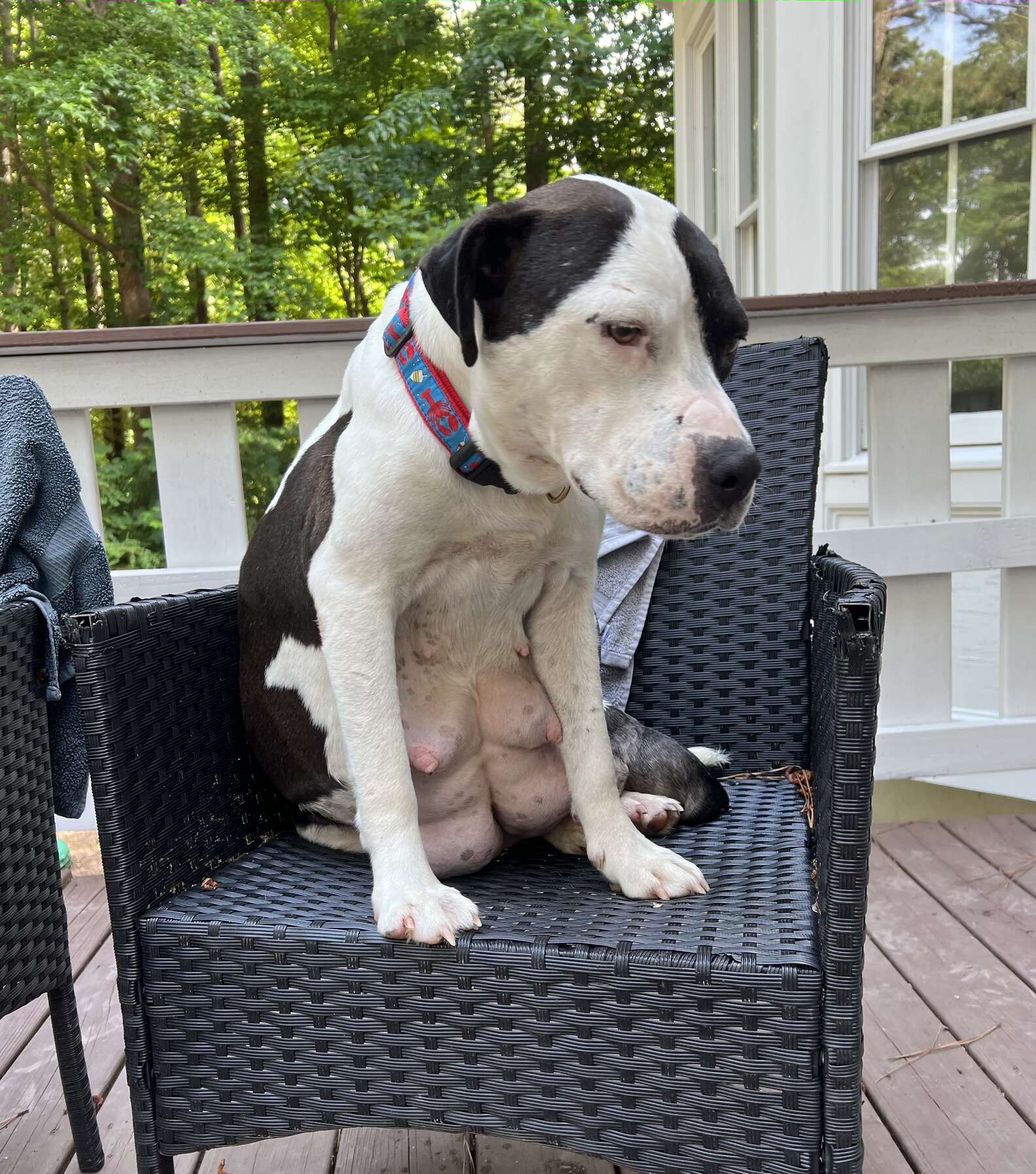 Woman Takes Photo Of Pregnant Dog Then Realizes She Started Giving woman-takes-photo-of-pregnant-dog-then-realizes-she-started-giving