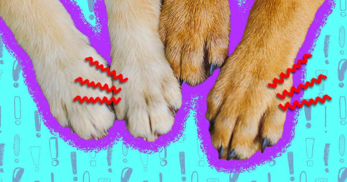 why do dogs have different colored nails