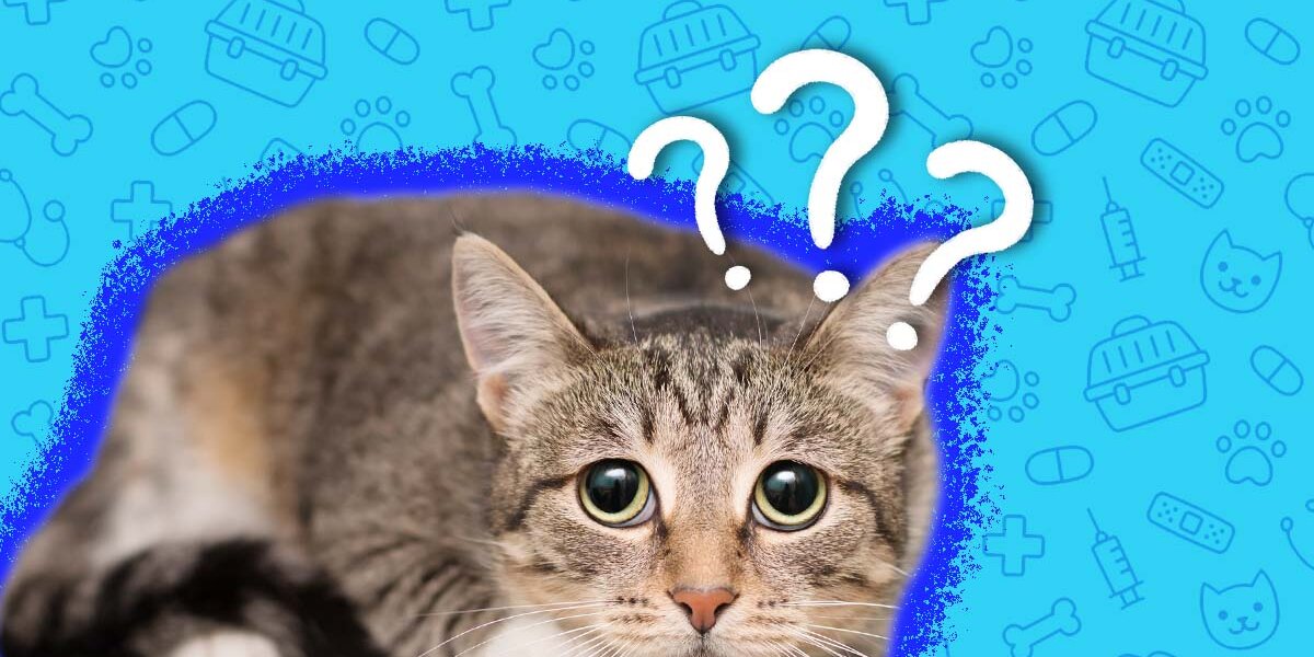 Can a dog catch best sale parvo from a cat