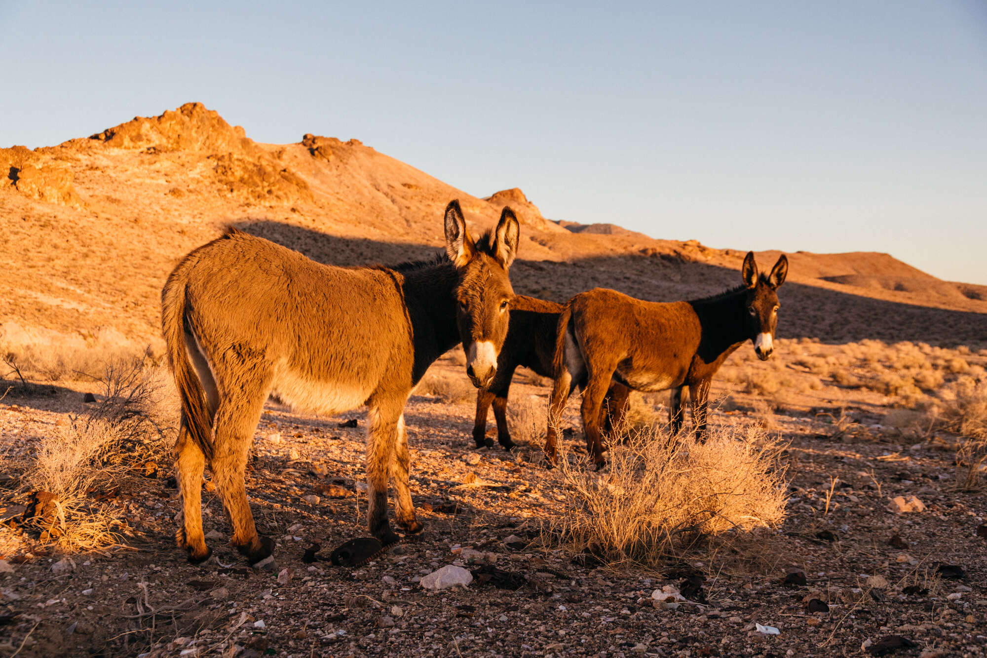 Beatty donkeys