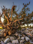 This National Park Has Some of the Oldest Trees on Earth