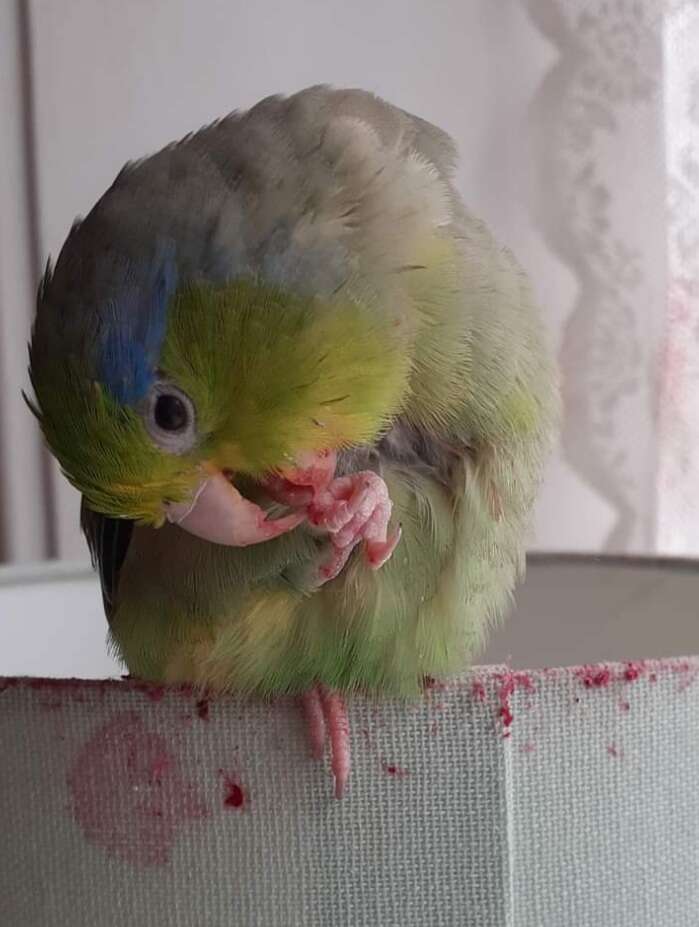 messy eater bird