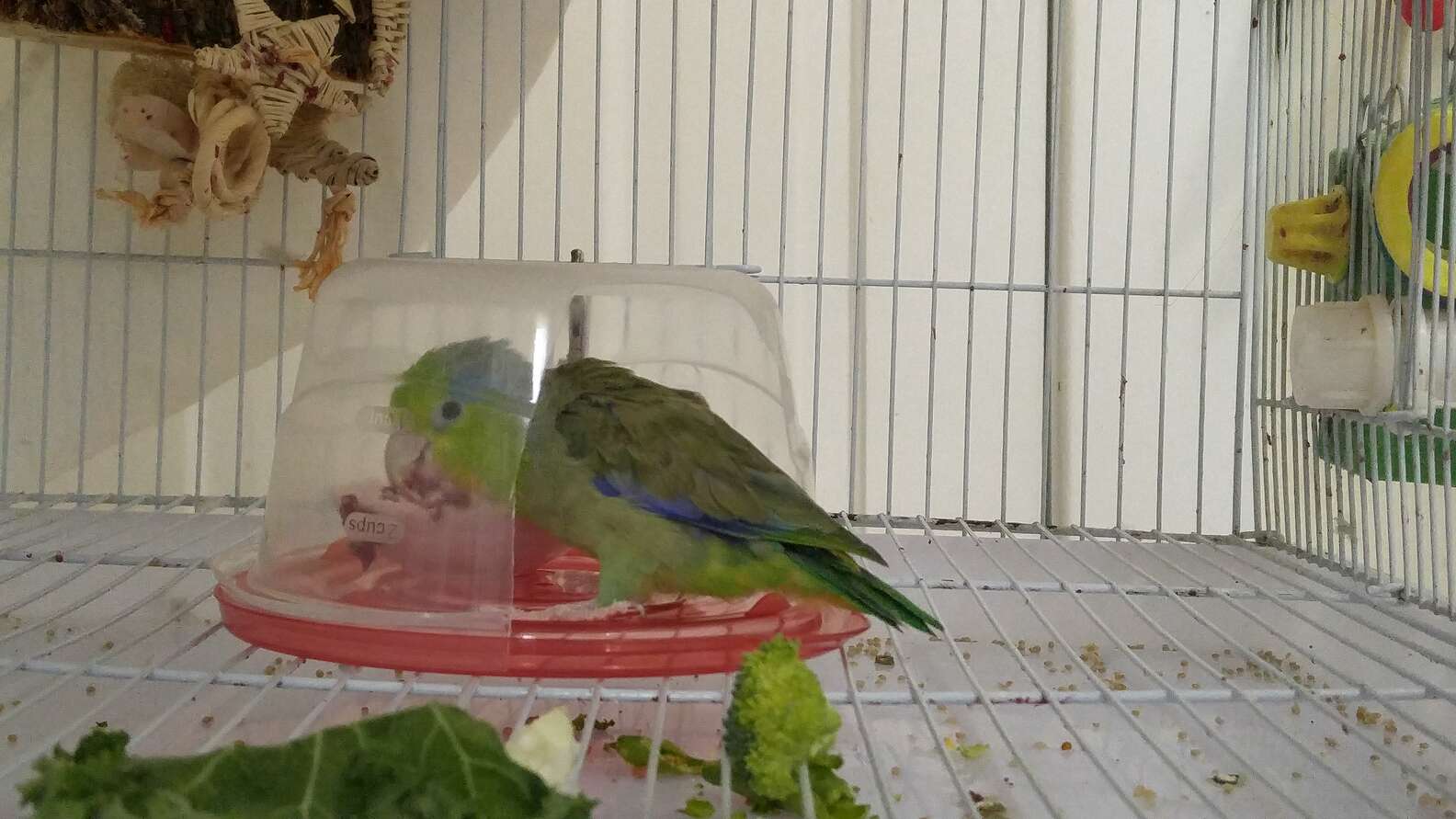 Bird Is Such A Messy Eater He Has To Dine Inside A Tiny Dome - The Dodo