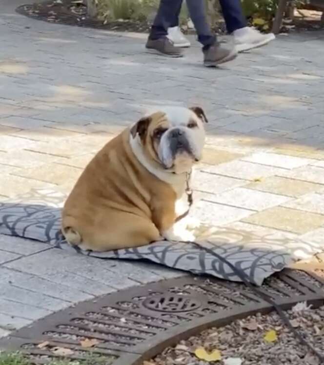 english bulldog sitting on a blanket on a sidewalk