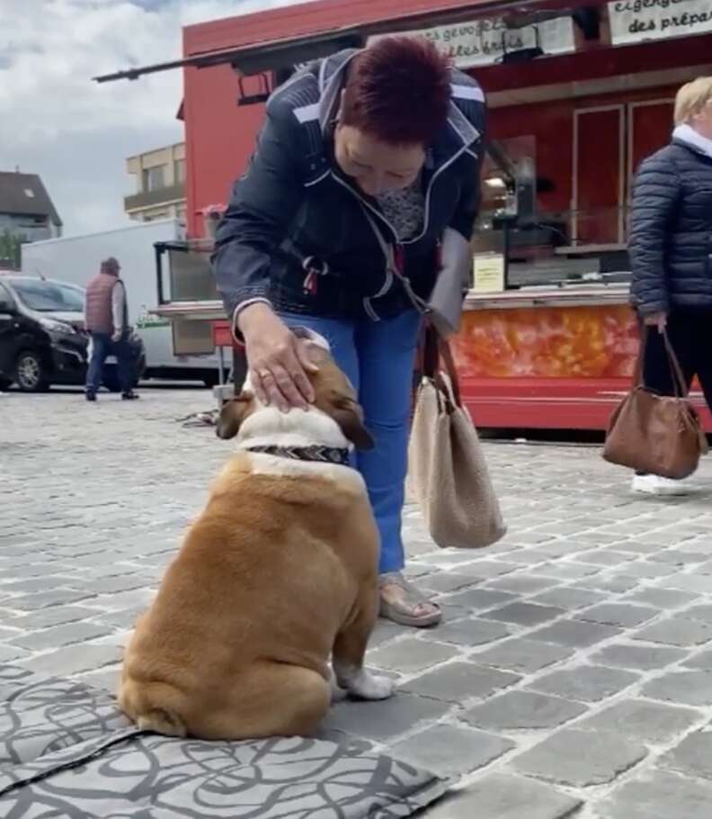 Woman petting an english bulldog outside