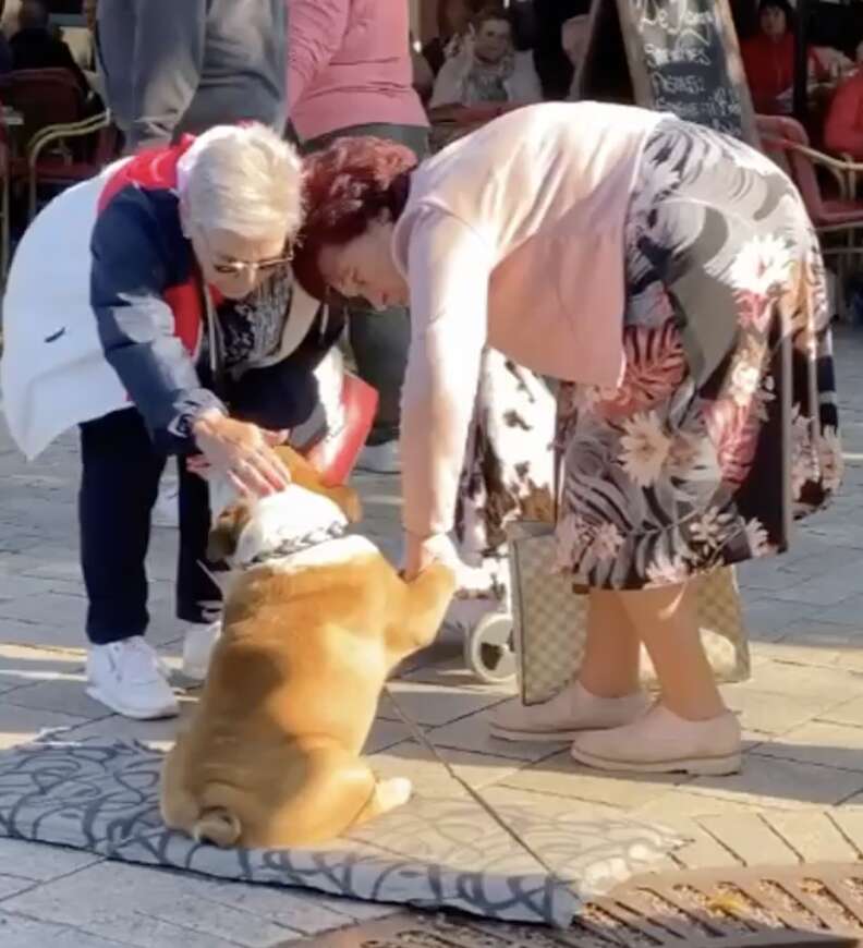 duas mulheres acariciando um bulldog inglês do lado de fora