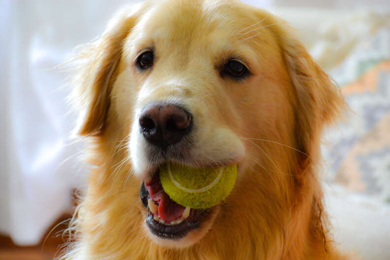 Wimbledon Plan To Use Dogs Instead of Ball Boys At Tennis Matches Fails For A Pretty Hilarious Reason
