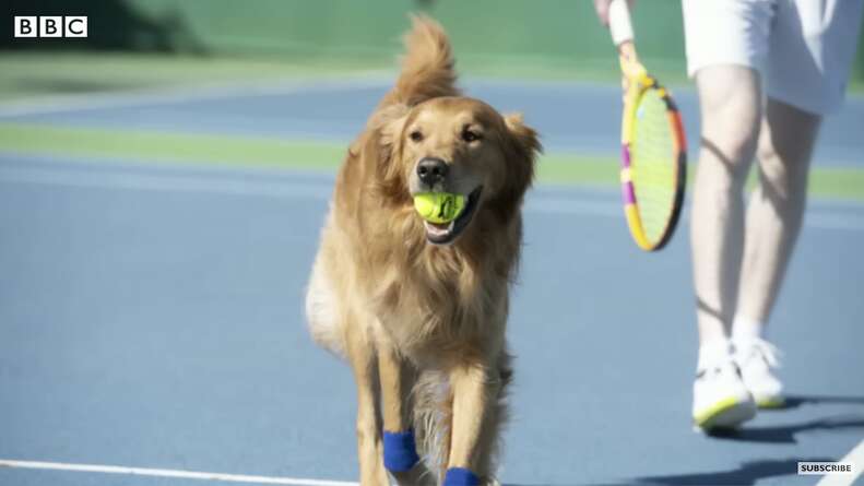 Wimbledon Plan To Use Dogs Instead of Ball Boys At Tennis Matches Fails For A Pretty Hilarious Reason