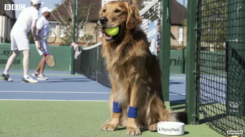 Wimbledon Plan To Use Dogs Instead of Ball Boys At Tennis Matches Fails For A Pretty Hilarious Reason