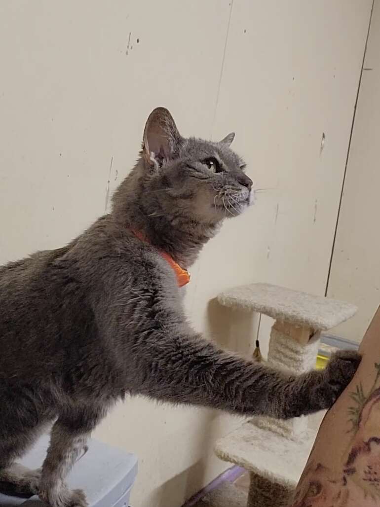 grey cat putting her paw on a person's harm