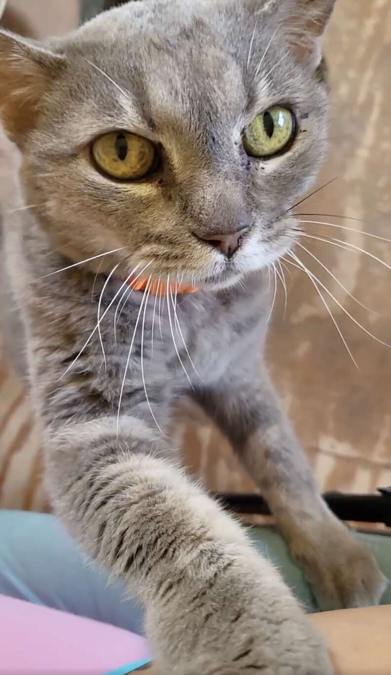 grey cat with orange collar looking up at camera