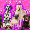group of dogs with question marks
