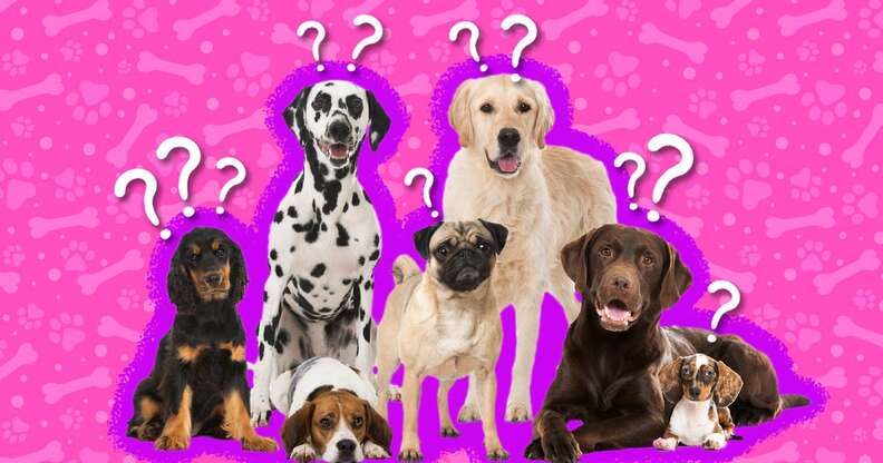 group of dogs with question marks